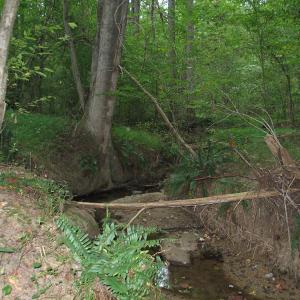 Photo of SOLD!  30.30 Acres of  Farm Land For Sale in Alamance County NC!