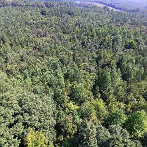Photo of UNDER CONTRACT!  37 Acres of Hunting and Recreational Land For Sale in Brunswick County VA!