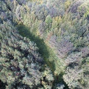 Photo of UNDER CONTRACT!  37 Acres of Hunting and Recreational Land For Sale in Brunswick County VA!