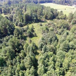 Photo of UNDER CONTRACT!  37 Acres of Hunting and Recreational Land For Sale in Brunswick County VA!