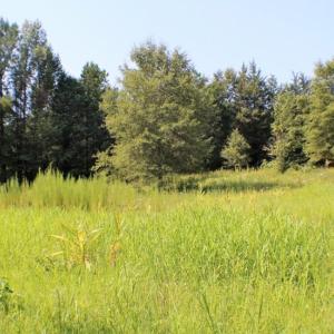 Photo of UNDER CONTRACT!  37 Acres of Hunting and Recreational Land For Sale in Brunswick County VA!
