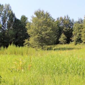 Photo of UNDER CONTRACT!  37 Acres of Hunting and Recreational Land For Sale in Brunswick County VA!