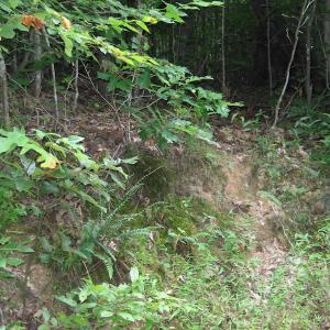 Photo of SOLD!  81.57 Acres of Prime Hunting and Investment Land For Sale in Rockingham County NC!