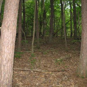 Photo of SOLD!  81.57 Acres of Prime Hunting and Investment Land For Sale in Rockingham County NC!
