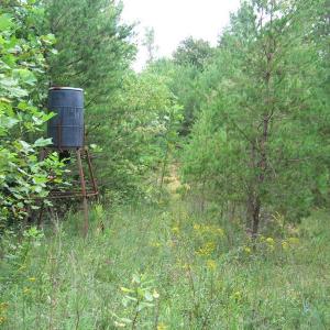 Photo of SOLD!  81.57 Acres of Prime Hunting and Investment Land For Sale in Rockingham County NC!