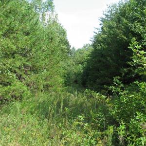 Photo of SOLD!  81.57 Acres of Prime Hunting and Investment Land For Sale in Rockingham County NC!