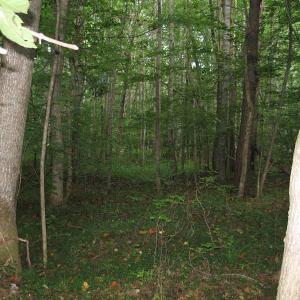 Photo of SOLD!  81.57 Acres of Prime Hunting and Investment Land For Sale in Rockingham County NC!
