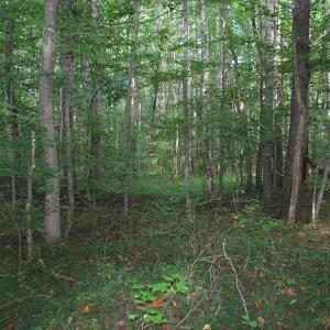 Photo of SOLD!  81.57 Acres of Prime Hunting and Investment Land For Sale in Rockingham County NC!