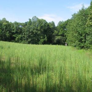Photo of SOLD!  81.57 Acres of Prime Hunting and Investment Land For Sale in Rockingham County NC!