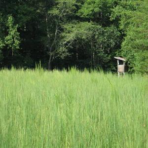Photo of SOLD!  81.57 Acres of Prime Hunting and Investment Land For Sale in Rockingham County NC!