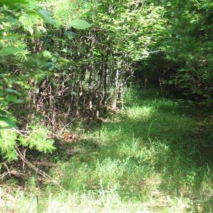 Photo of SOLD!  81.57 Acres of Prime Hunting and Investment Land For Sale in Rockingham County NC!