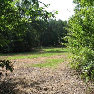 Photo of SOLD!  81.57 Acres of Prime Hunting and Investment Land For Sale in Rockingham County NC!