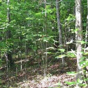 Photo of SOLD!  81.57 Acres of Prime Hunting and Investment Land For Sale in Rockingham County NC!