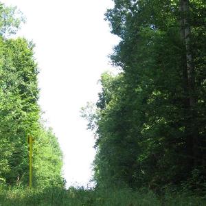 Photo of SOLD!  81.57 Acres of Prime Hunting and Investment Land For Sale in Rockingham County NC!