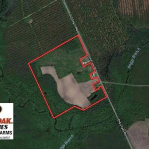Photo of UNDER CONTRACT!  50.81 Acres of Hunting Land For Sale in Columbus County NC!