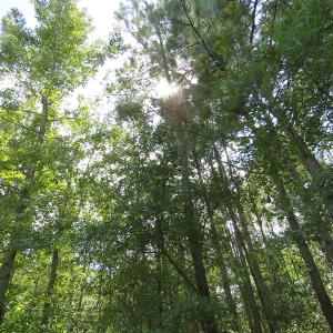 Photo of UNDER CONTRACT!  50.81 Acres of Hunting Land For Sale in Columbus County NC!