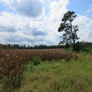 Photo of UNDER CONTRACT!  50.81 Acres of Hunting Land For Sale in Columbus County NC!