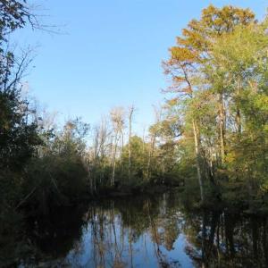 Photo of UNDER CONTRACT!  99 Acres of Hunting Land For Sale in Marlboro County SC!