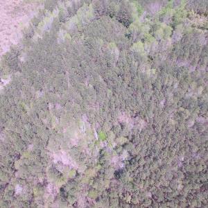 Photo of UNDER CONTRACT!  15 Acres of Hunting and Investment Land For Sale in Suffolk VA!