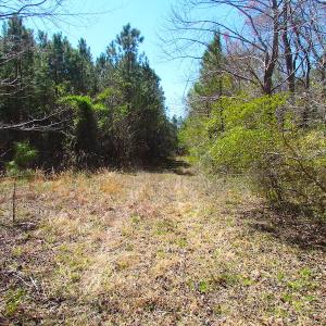 Photo of UNDER CONTRACT!  15 Acres of Hunting and Investment Land For Sale in Suffolk VA!