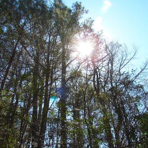 Photo of UNDER CONTRACT!  15 Acres of Hunting and Investment Land For Sale in Suffolk VA!