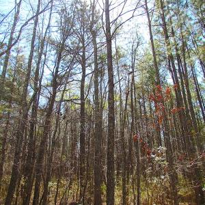 Photo of UNDER CONTRACT!  15 Acres of Hunting and Investment Land For Sale in Suffolk VA!