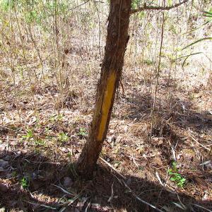 Photo of UNDER CONTRACT!  15 Acres of Hunting and Investment Land For Sale in Suffolk VA!