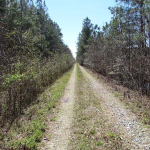 Photo of UNDER CONTRACT!  15 Acres of Hunting and Investment Land For Sale in Suffolk VA!