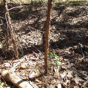 Photo of UNDER CONTRACT!  15 Acres of Hunting and Investment Land For Sale in Suffolk VA!