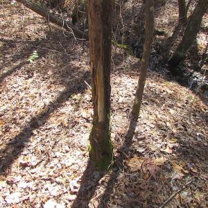 Photo of UNDER CONTRACT!  15 Acres of Hunting and Investment Land For Sale in Suffolk VA!