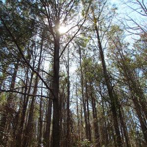 Photo of UNDER CONTRACT!  15 Acres of Hunting and Investment Land For Sale in Suffolk VA!