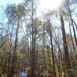 Photo of UNDER CONTRACT!  15 Acres of Hunting and Investment Land For Sale in Suffolk VA!