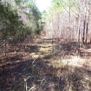 Photo of UNDER CONTRACT!  15 Acres of Hunting and Investment Land For Sale in Suffolk VA!
