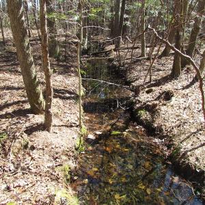 Photo of UNDER CONTRACT!  15 Acres of Hunting and Investment Land For Sale in Suffolk VA!