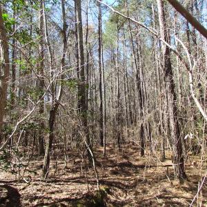 Photo of UNDER CONTRACT!  15 Acres of Hunting and Investment Land For Sale in Suffolk VA!