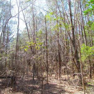Photo of UNDER CONTRACT!  15 Acres of Hunting and Investment Land For Sale in Suffolk VA!
