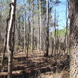 Photo of UNDER CONTRACT!  15 Acres of Hunting and Investment Land For Sale in Suffolk VA!