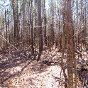 Photo of UNDER CONTRACT!  15 Acres of Hunting and Investment Land For Sale in Suffolk VA!