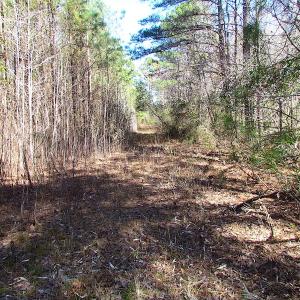 Photo of UNDER CONTRACT!  15 Acres of Hunting and Investment Land For Sale in Suffolk VA!