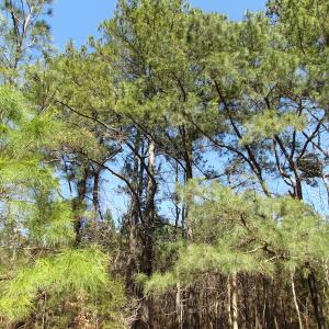Photo of UNDER CONTRACT!  15 Acres of Hunting and Investment Land For Sale in Suffolk VA!