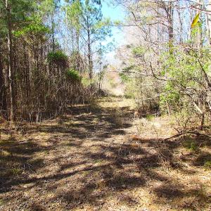 Photo of UNDER CONTRACT!  15 Acres of Hunting and Investment Land For Sale in Suffolk VA!