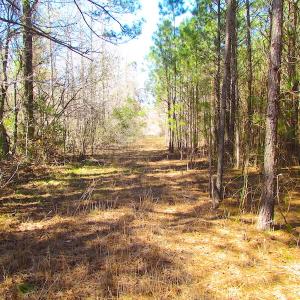 Photo of UNDER CONTRACT!  15 Acres of Hunting and Investment Land For Sale in Suffolk VA!