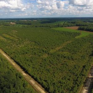 Photo of PENDING!  57.3 Acres of Timber and Farm Land For Sale in Wilson County NC!