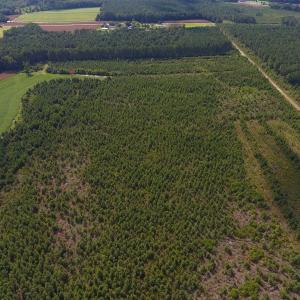 Photo of PENDING!  57.3 Acres of Timber and Farm Land For Sale in Wilson County NC!