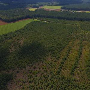 Photo of PENDING!  57.3 Acres of Timber and Farm Land For Sale in Wilson County NC!