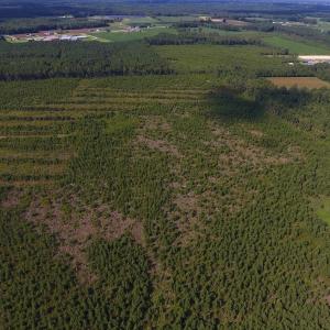 Photo of PENDING!  57.3 Acres of Timber and Farm Land For Sale in Wilson County NC!