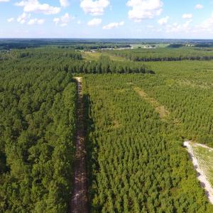 Photo of PENDING!  57.3 Acres of Timber and Farm Land For Sale in Wilson County NC!