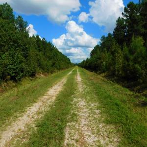 Photo of PENDING!  57.3 Acres of Timber and Farm Land For Sale in Wilson County NC!