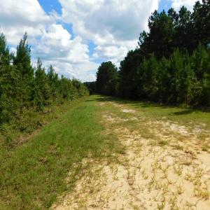 Photo of PENDING!  57.3 Acres of Timber and Farm Land For Sale in Wilson County NC!