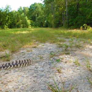 Photo of PENDING!  57.3 Acres of Timber and Farm Land For Sale in Wilson County NC!